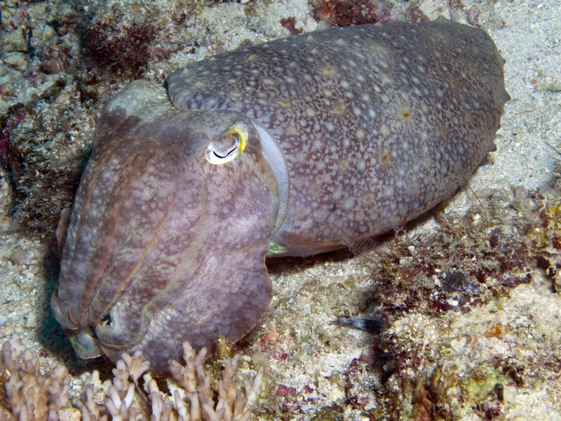 Squid, Mabul, Stingray City